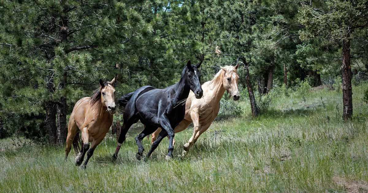 Best Horse Clippers For Thick Coats in 2024 (Latest Buying Guide)