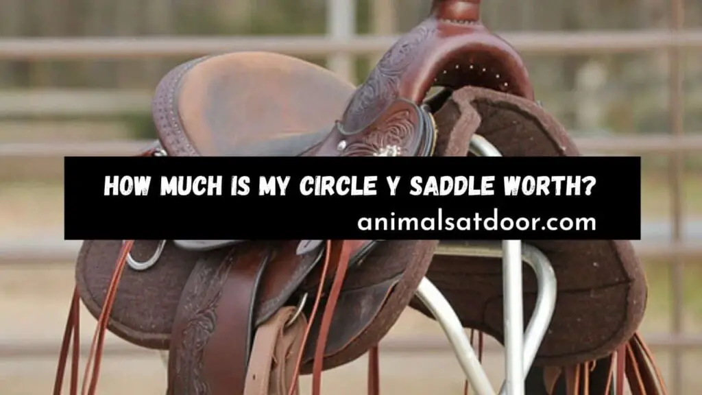 How Much Is My Circle Y Saddle Worth