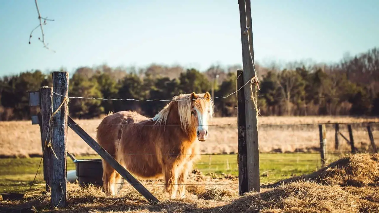 how-much-weight-can-a-shetland-pony-carry