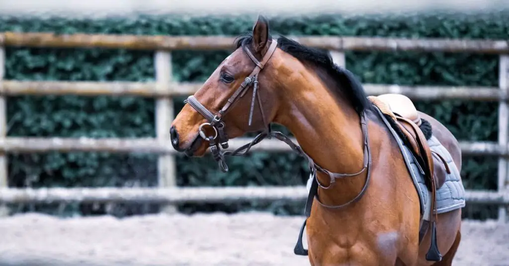 abetta horse saddles review