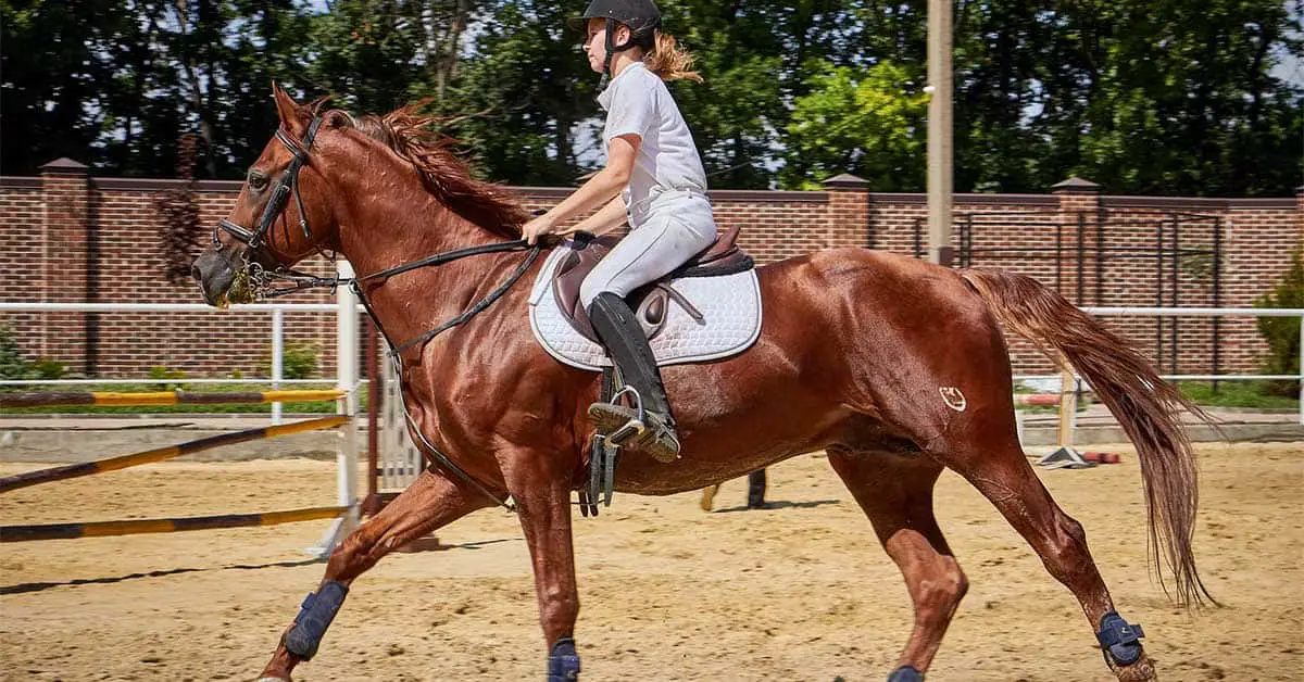 5 Best Horse Riding Boots For Wide Feet in 2024