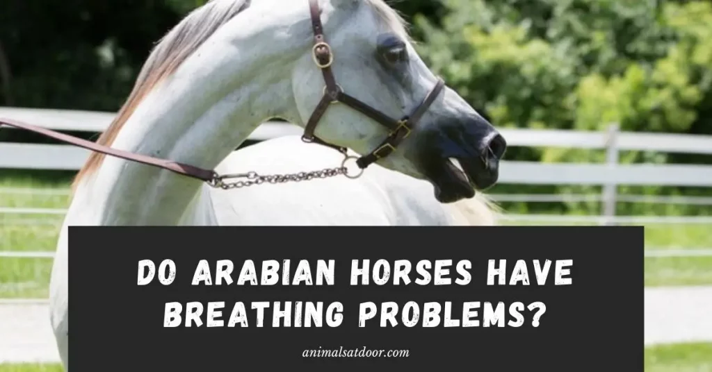 Do Arabian Horses Have Breathing Problems