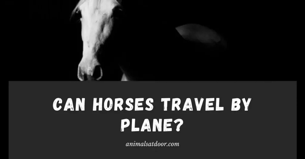 Can Horses Travel by Plane