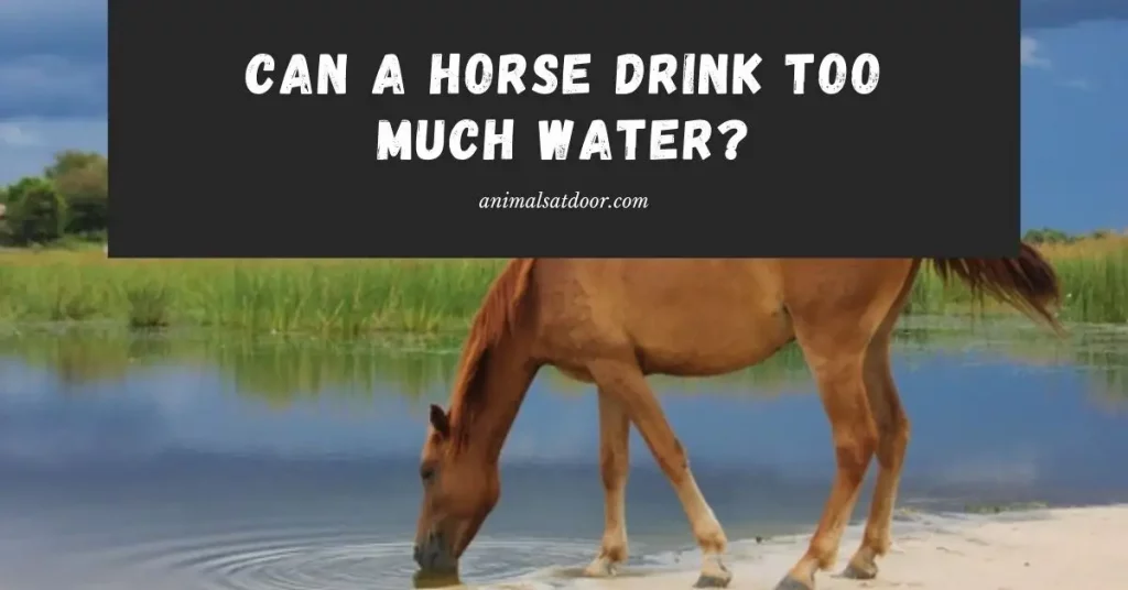 Can a Horse Drink Too Much Water