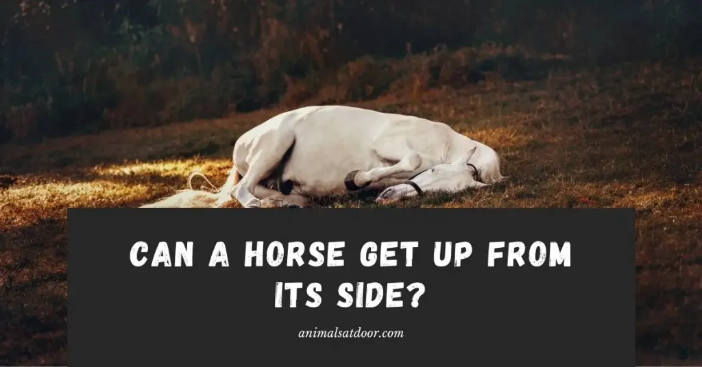 Can a Horse Get up From Its Side