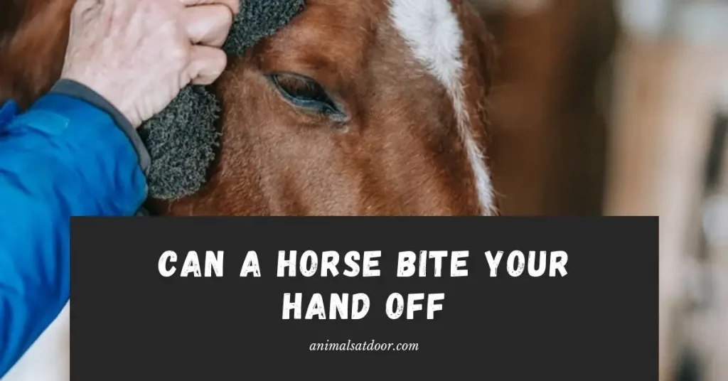 Can a horse bite your hand off