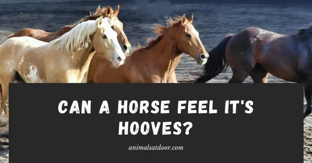 Can a horse feel it's hooves
