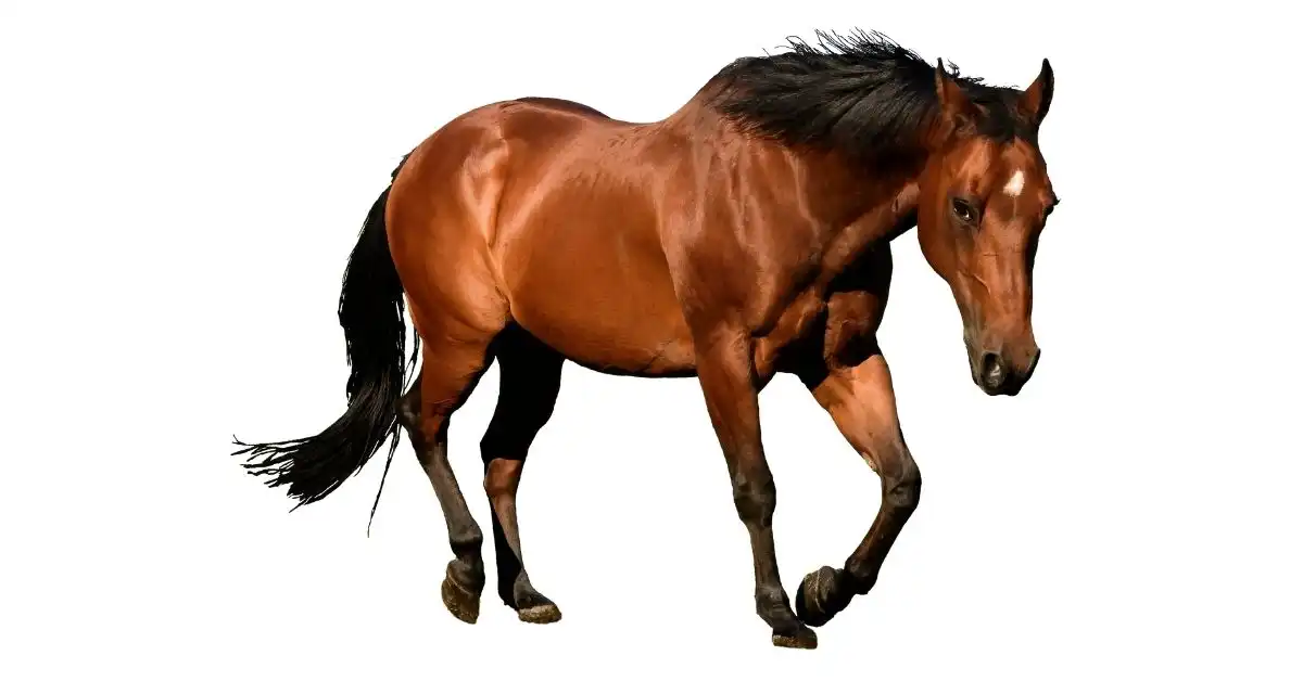 Can you give a Horse Vegetable Oil? (+how much)