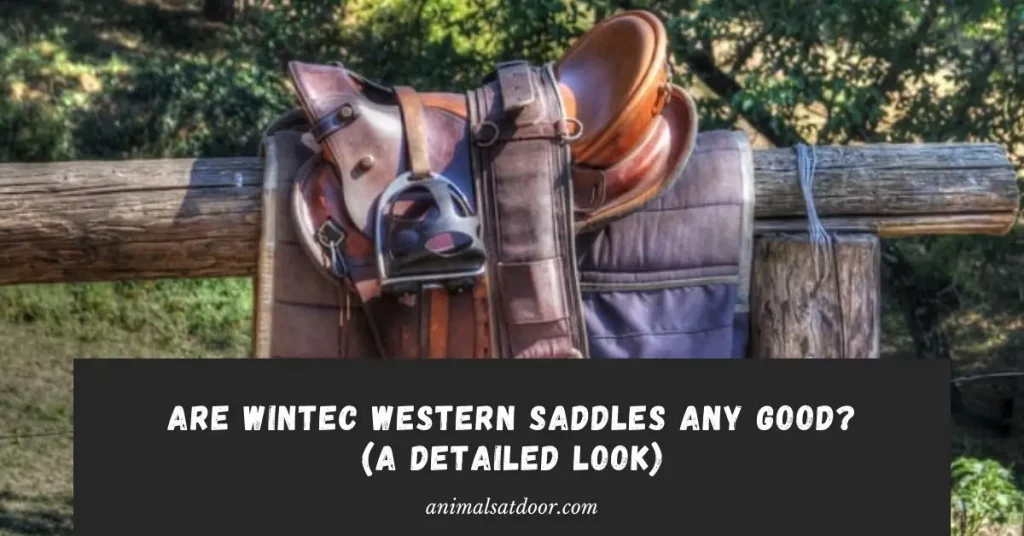 Are Wintec Western Saddles Any Good