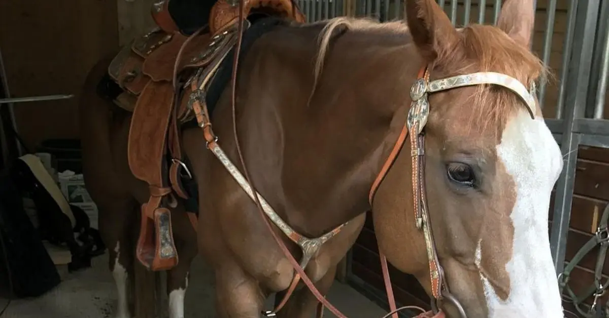 The 5 Best Saddle Pad For Horse With No Withers of 2022