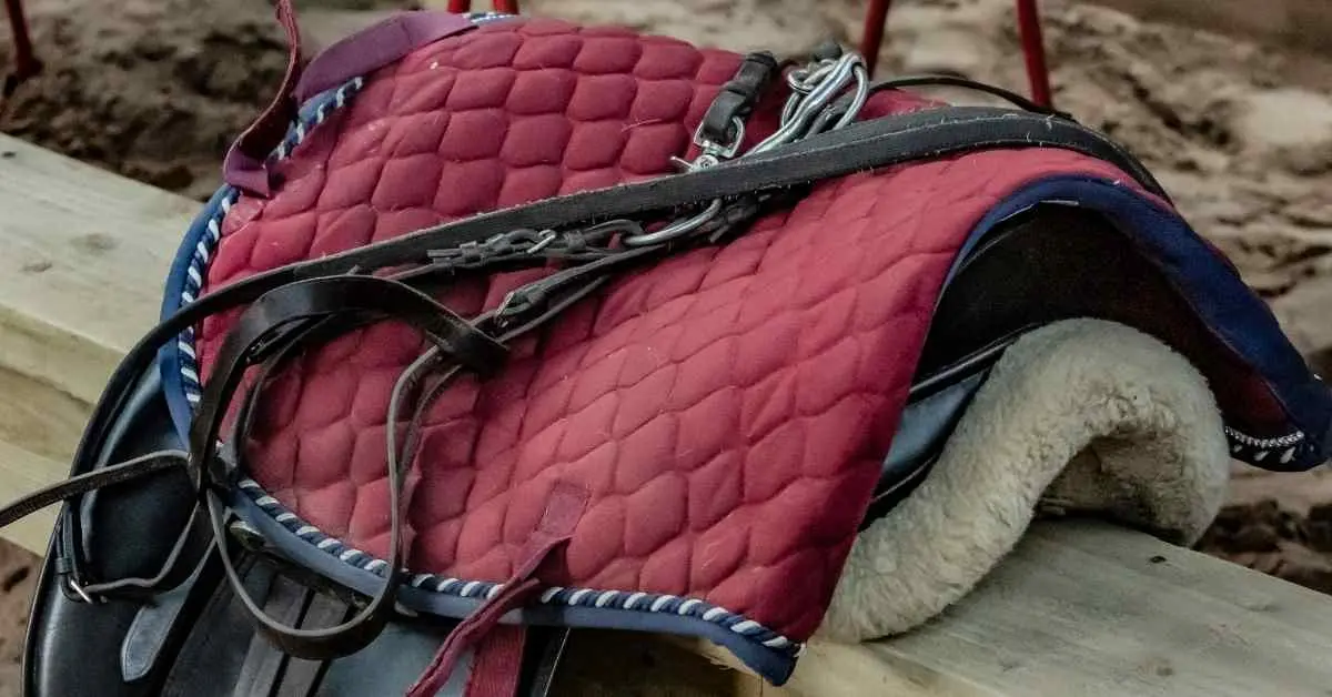 Equipe Saddles Everything You Need to know about Animals At Door