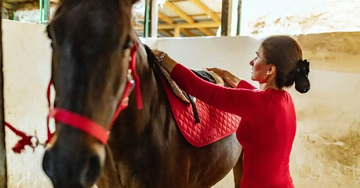 Horse Saddle Pad Cost, Types, & How to choose right one?