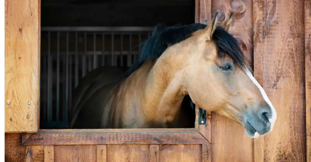 How Long Should a horse be kept in a stable