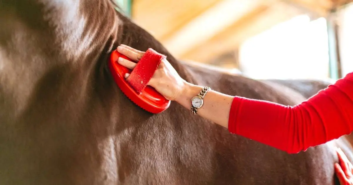 How much do Horse Brushes Cost? A Detailed Guide