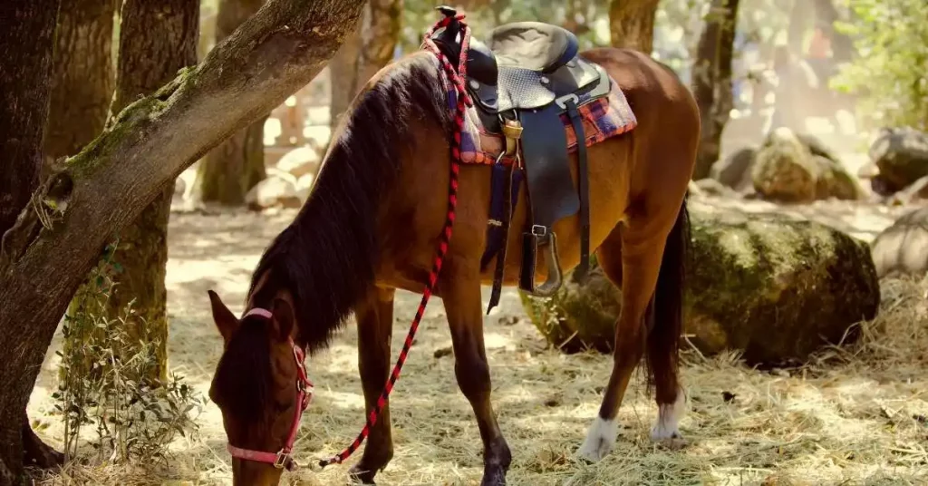 How to Tell if a Saddle has Full Quarter Horse Bars