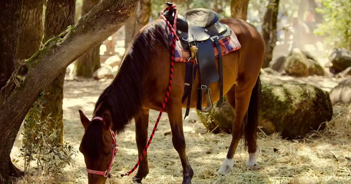 How to Tell if a Saddle has Full Quarter Horse Bars? (A Detailed Guide)