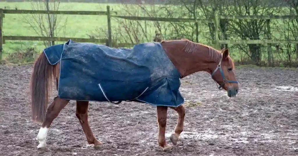 do horses need blankets in rain