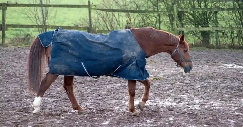 Best Stable Sheets For Horses