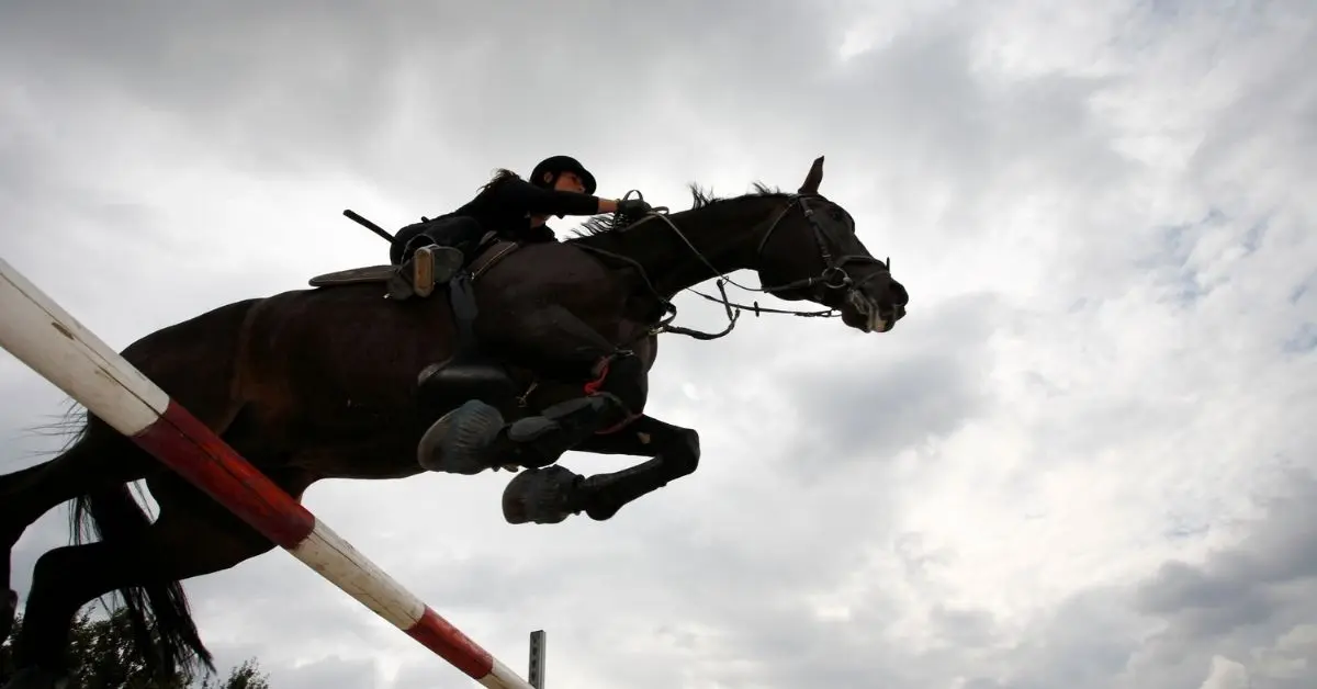 Can Draft Horses Jump? The Answer Will Surprise You