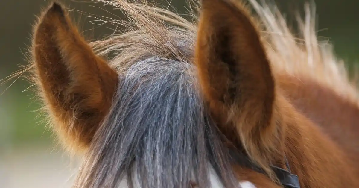 7 Reasons Jumping Horses Wear Ear Covers