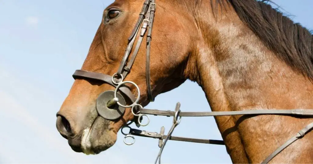 Can a Horse Eat with a Bridle On