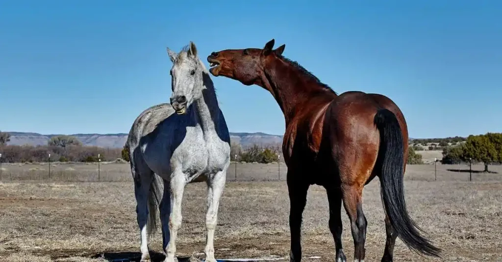 Why Do Cowboys Bite Horses Ears