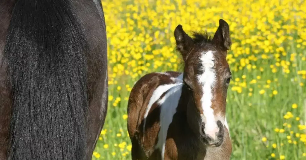 Why Do Mares Steal Foals