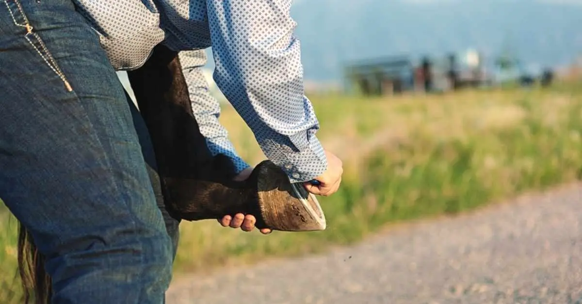 Why do Horse Hooves Need to be Trimmed? (A Quick Answer) Animals At Door