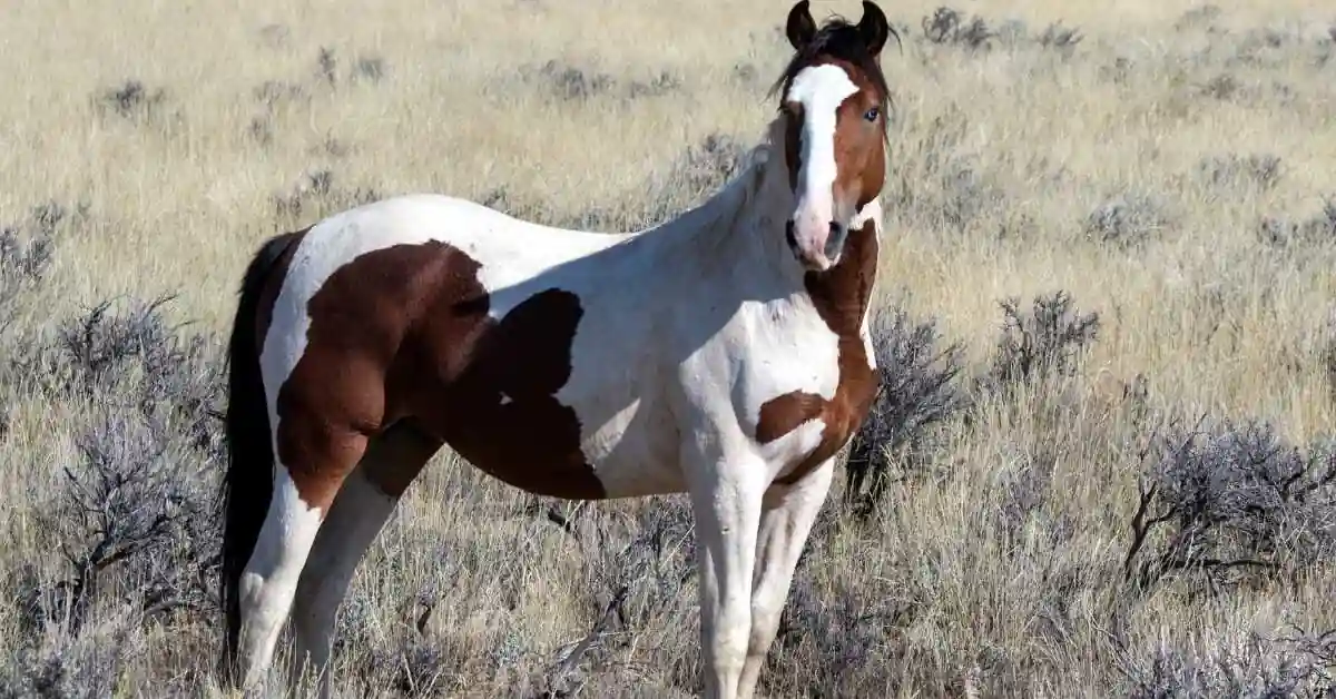 Are Mustang Horses Good for Beginners?