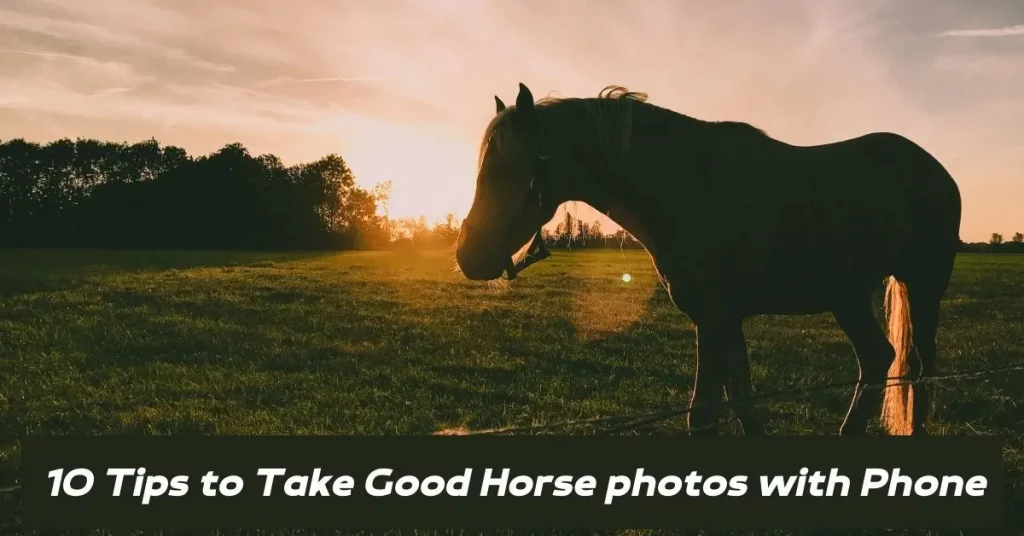 How to Take Good Photos Of Horses on Your Phone